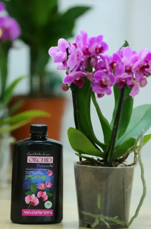 Օրգանական սնուցում օրխիդեաների համար | Բիոհեղուկ «ORWACO»