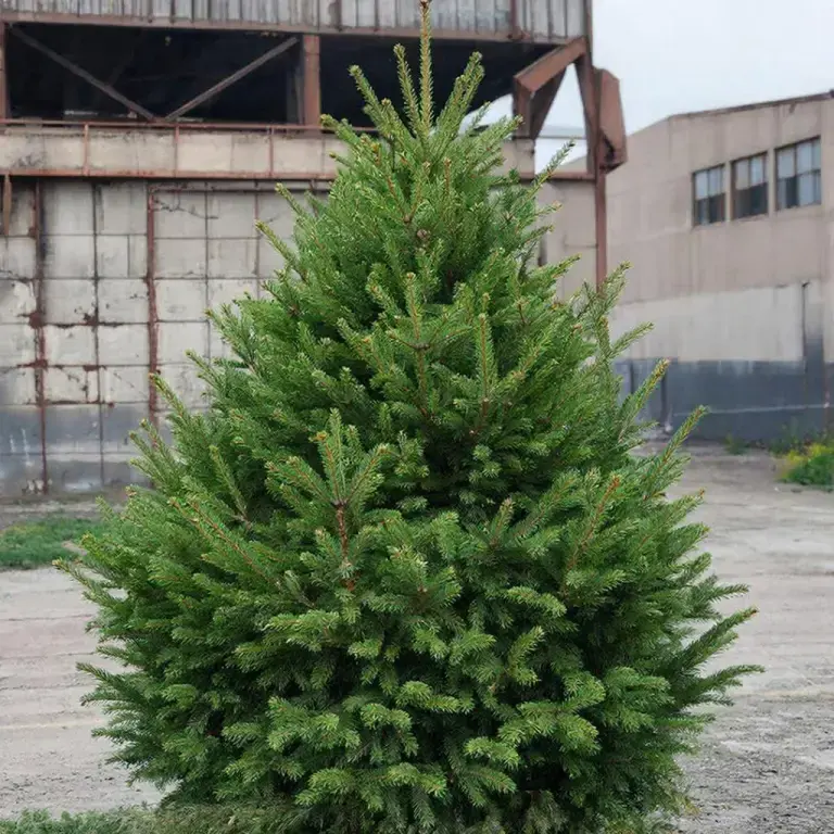 Կանադական եղևնի «Կոնիկա» Իջևանում — «Գալստյանների Այգի»