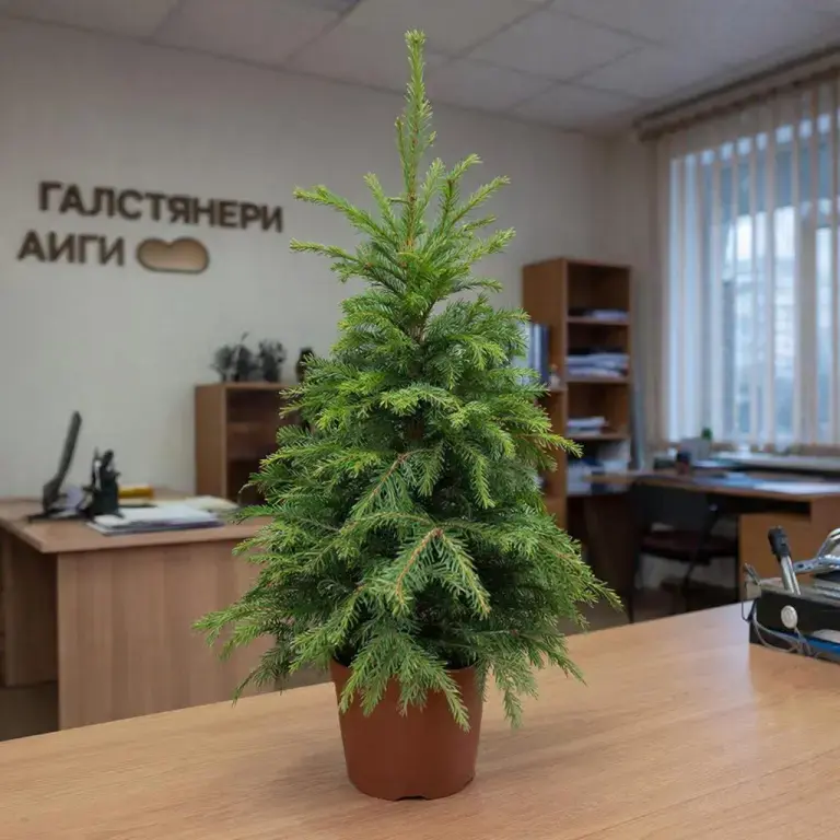 Կանադական եղևնի «Կոնիկա» Իջևանում — «Գալստյանների Այգի»