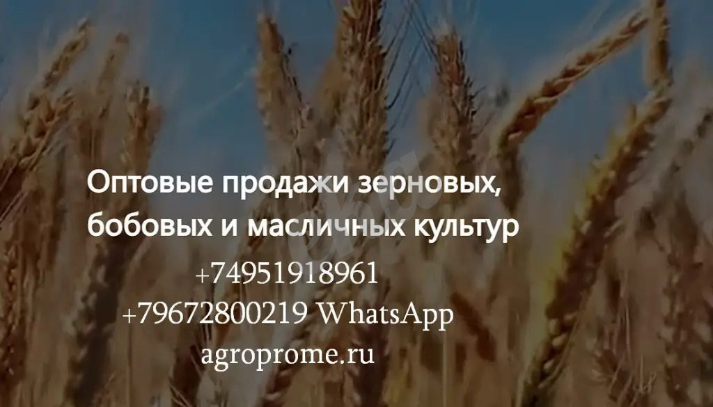ООО Агропром - оптовая реализация продуктов питания экспорт